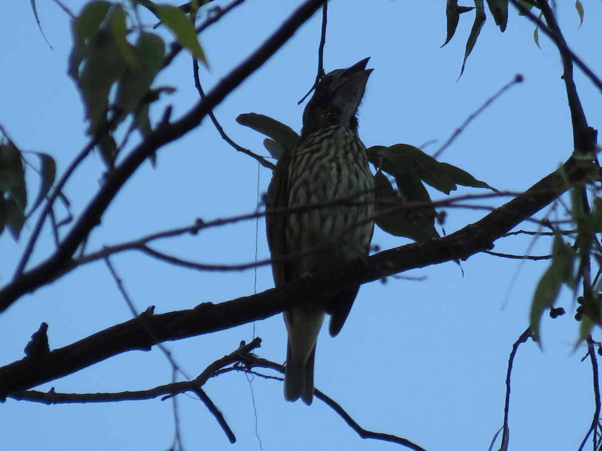 Bare-throated Bellbird - ML274645481