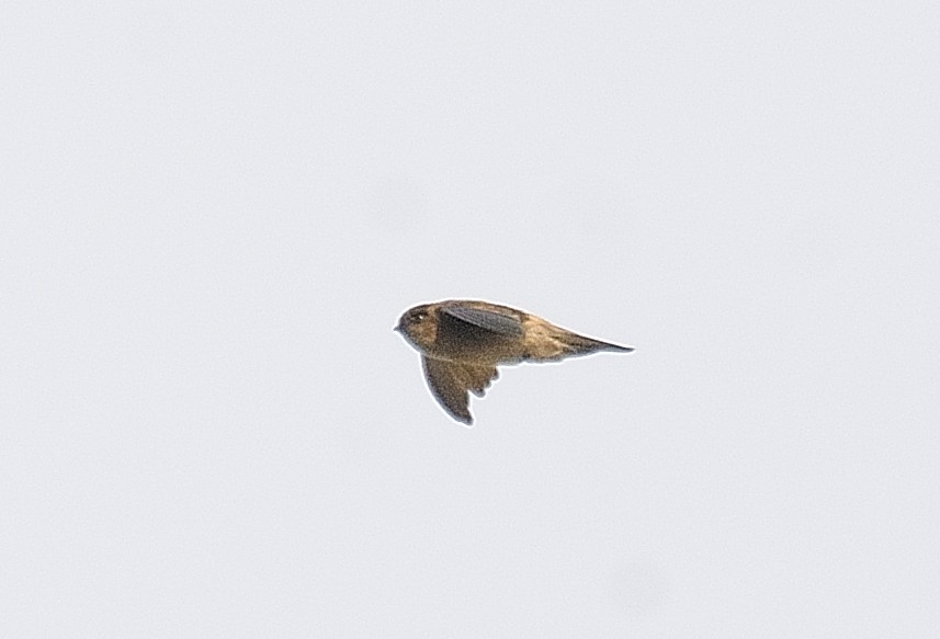 Himalayan Swiftlet - ML274646951