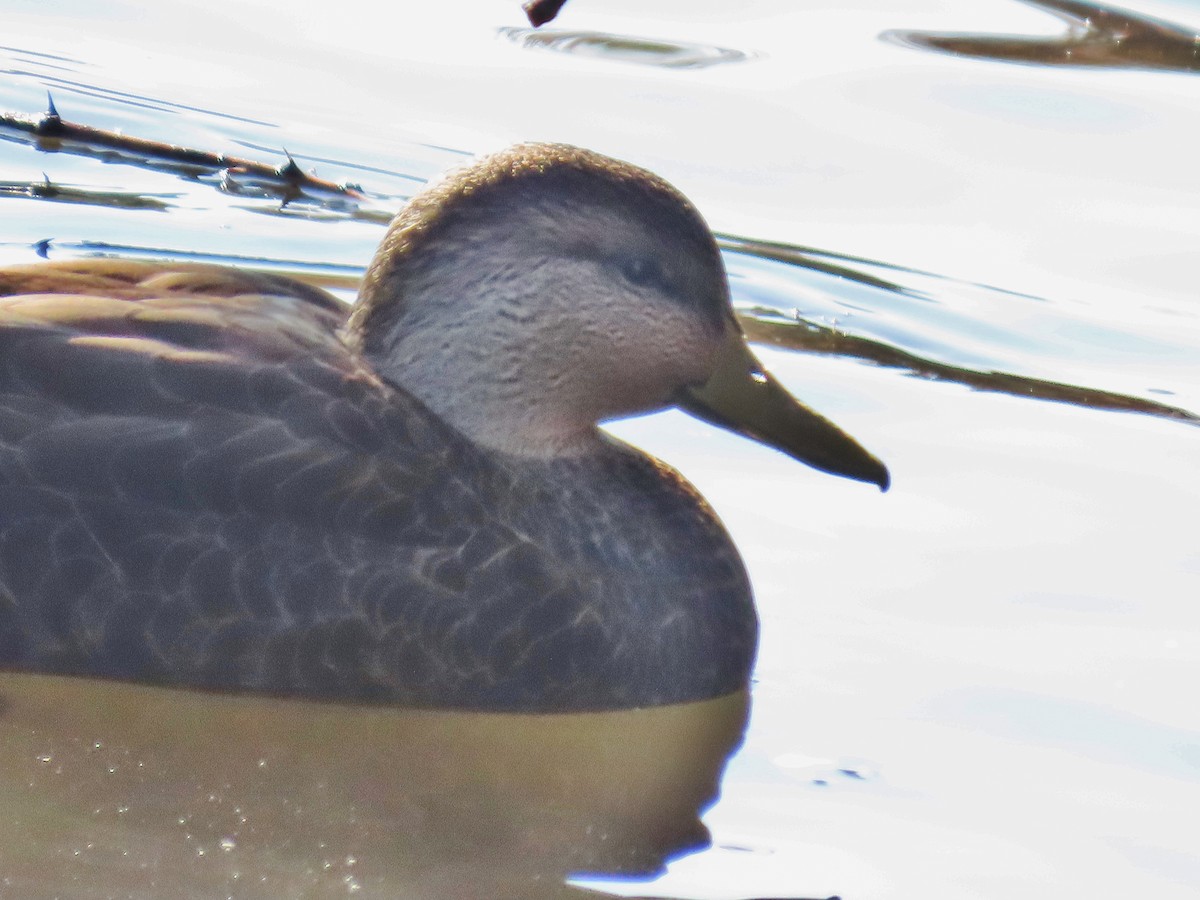 American Black Duck - ML274647941