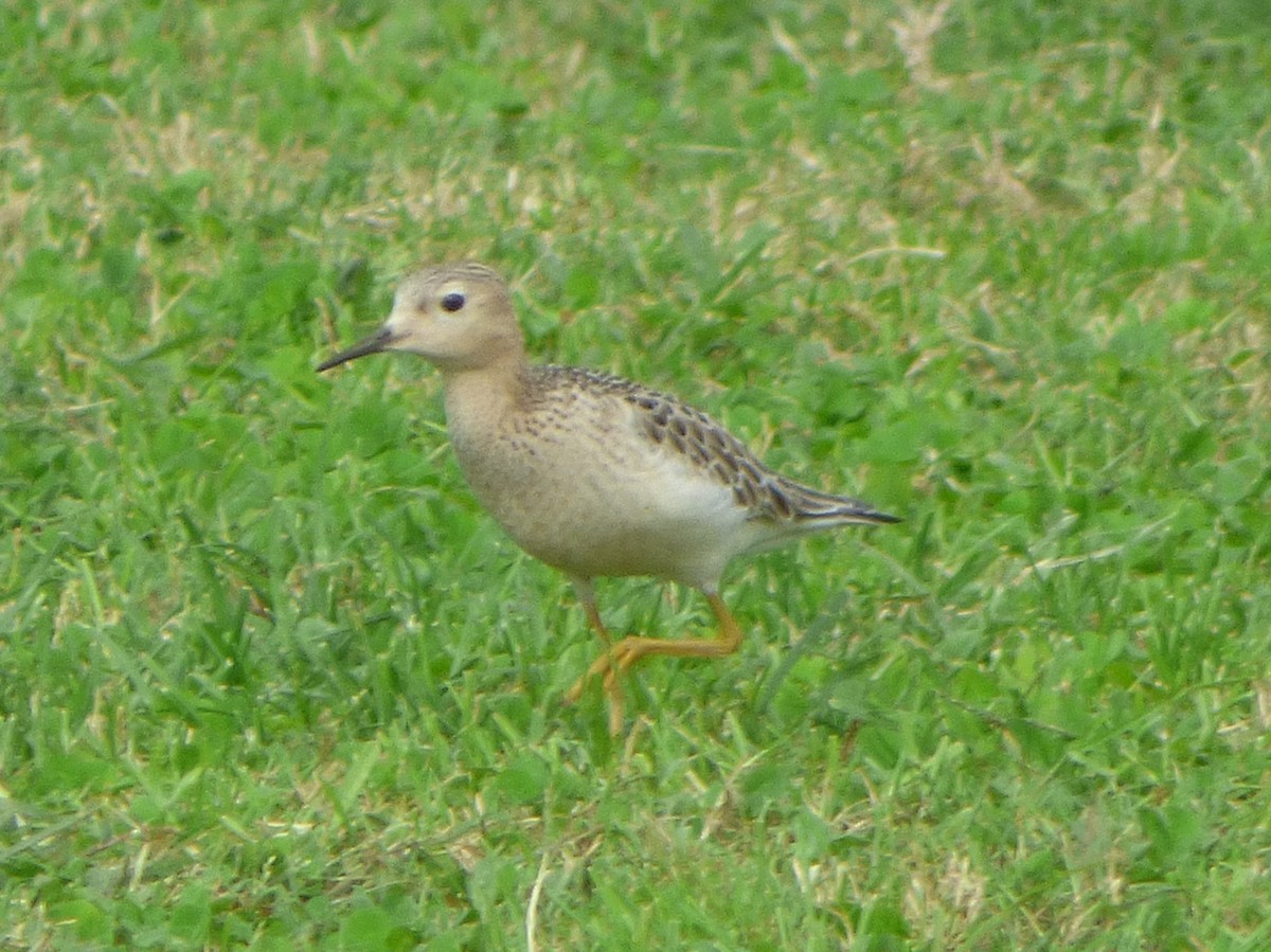 Buff-breasted Sandpiper - Mauro Colabianchi