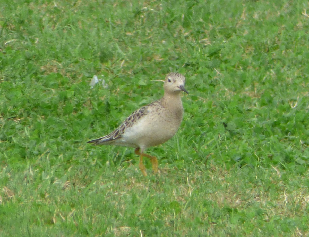 Buff-breasted Sandpiper - ML274648131