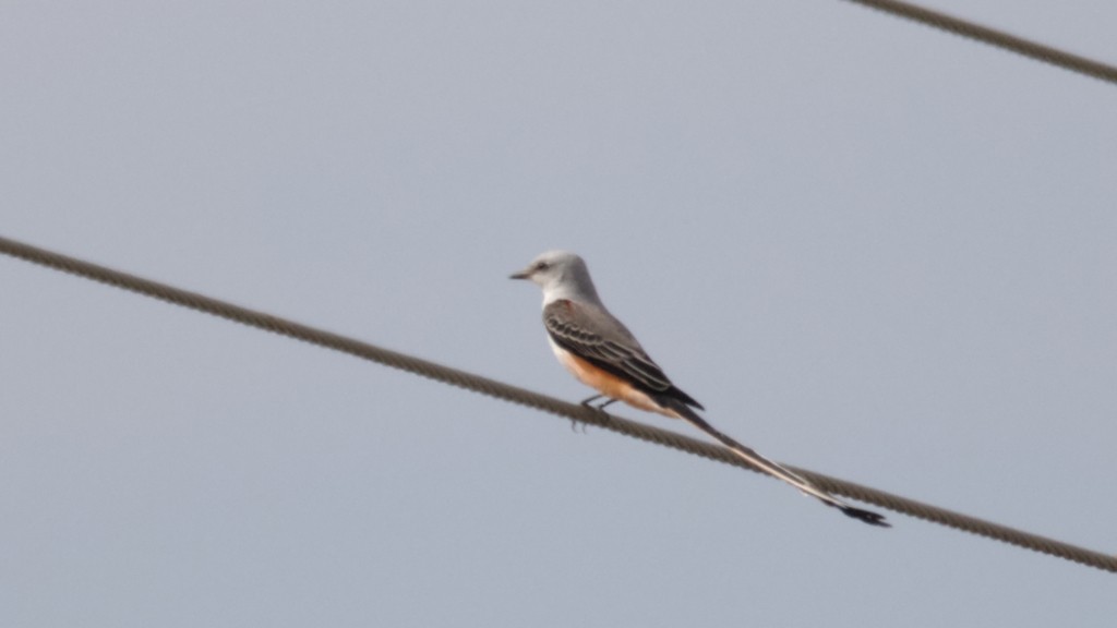 Scissor-tailed Flycatcher - ML274648191