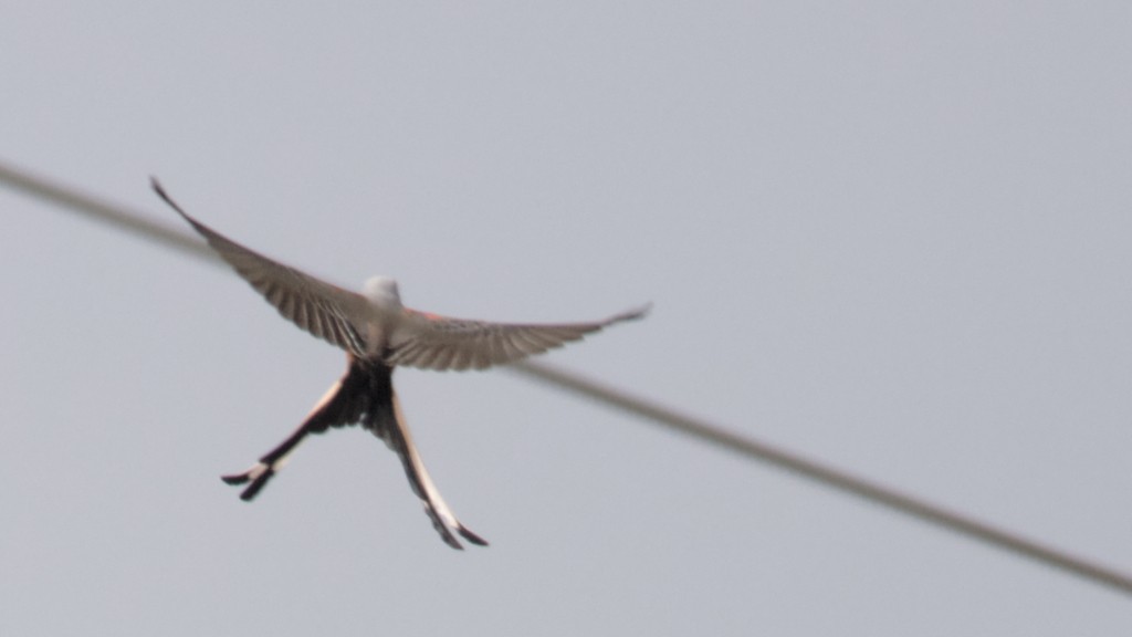 Scissor-tailed Flycatcher - ML274648201