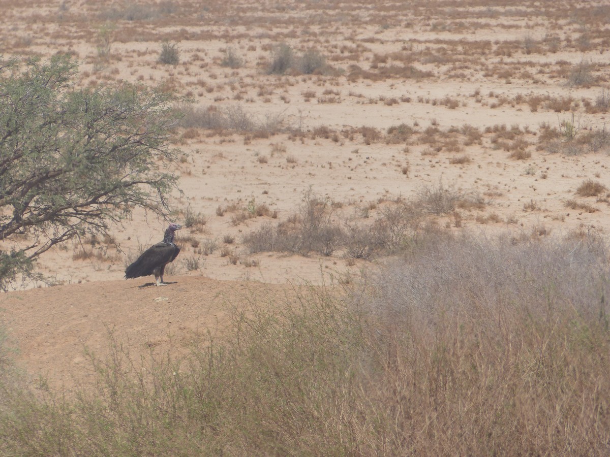 Lappet-faced Vulture - ML274648301