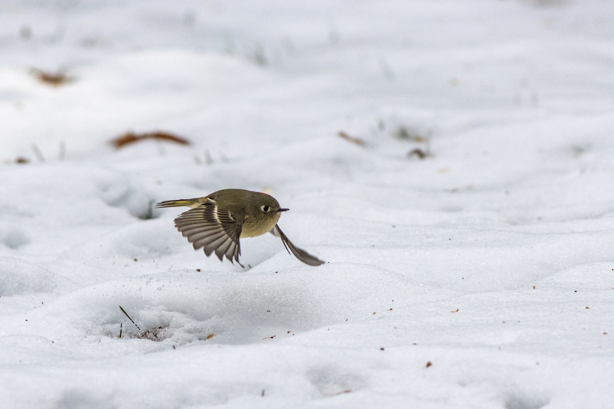 Ruby-crowned Kinglet - ML274649921