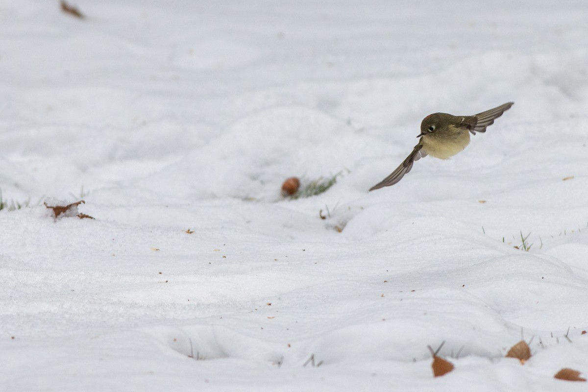 Ruby-crowned Kinglet - ML274649941