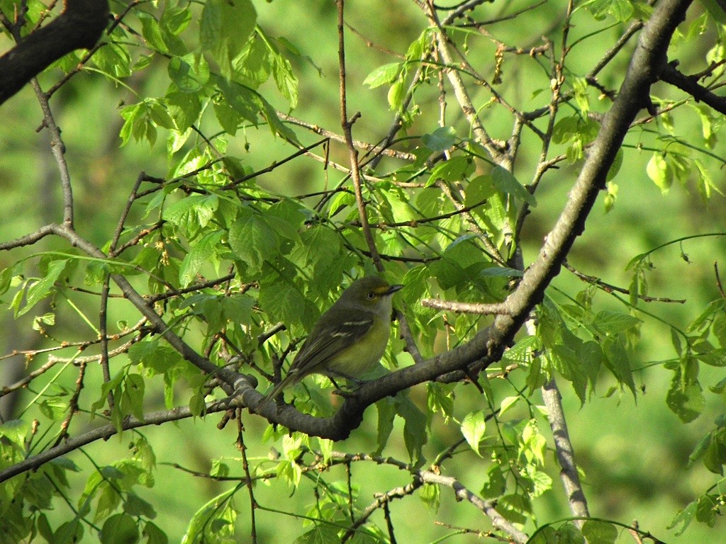 White-eyed Vireo - ML27465021