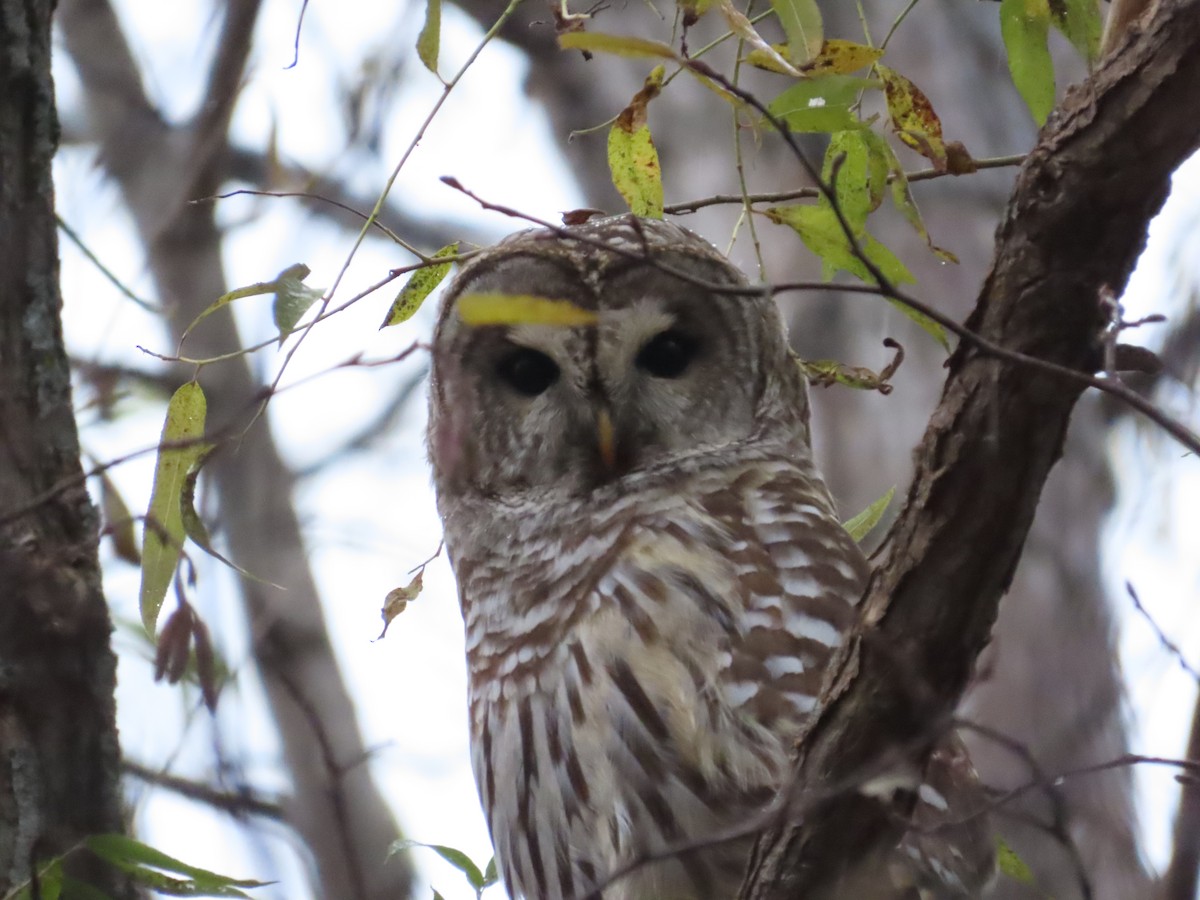 Barred Owl - Michel Bourassa (T-R)