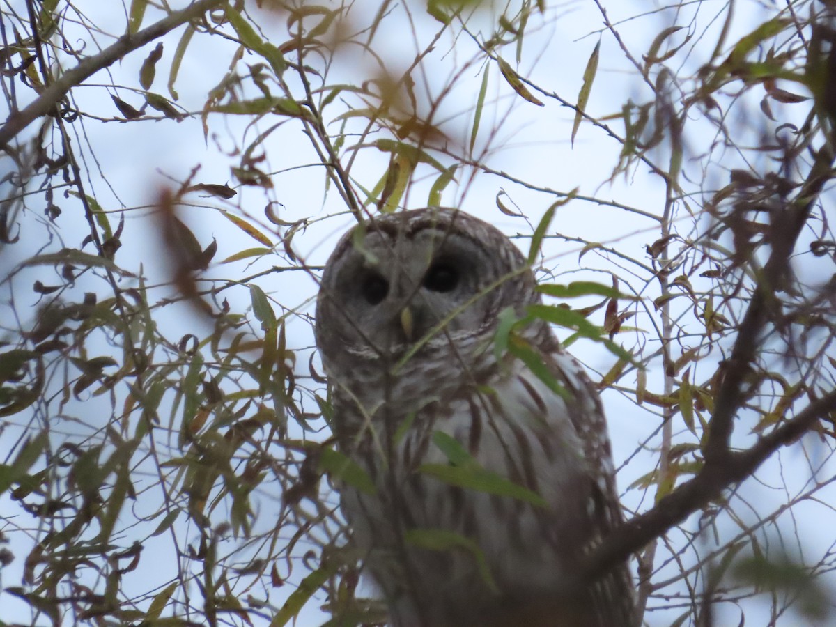 Barred Owl - Michel Bourassa (T-R)