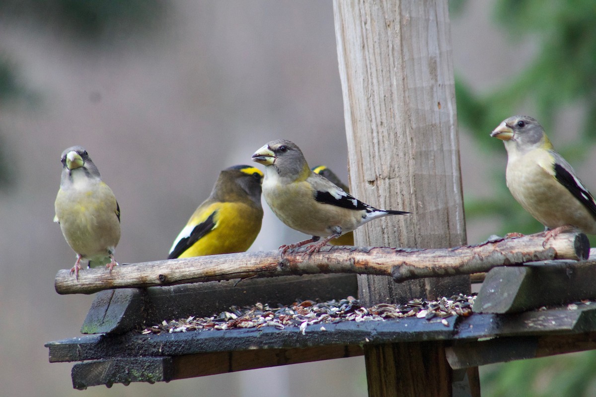 Evening Grosbeak - ML274652281