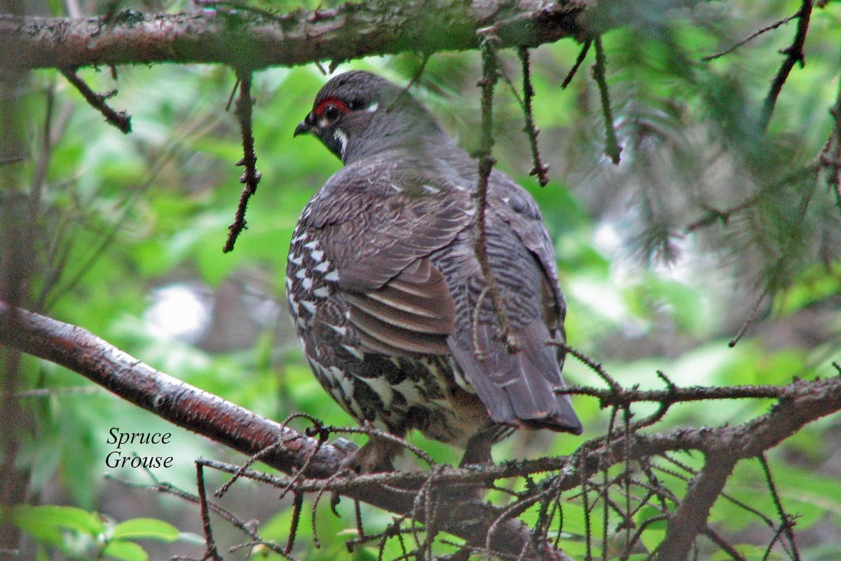 Spruce Grouse - ML274652601