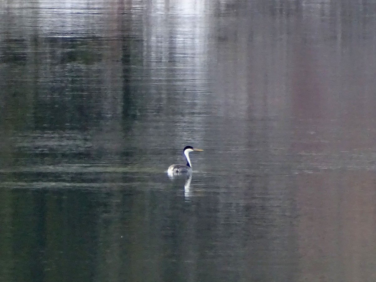 Western Grebe - ML274653581