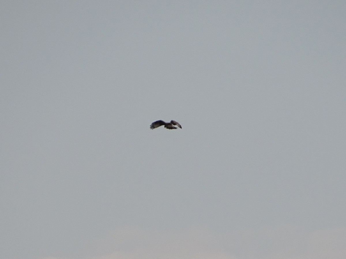 Rough-legged Hawk - ML274653621