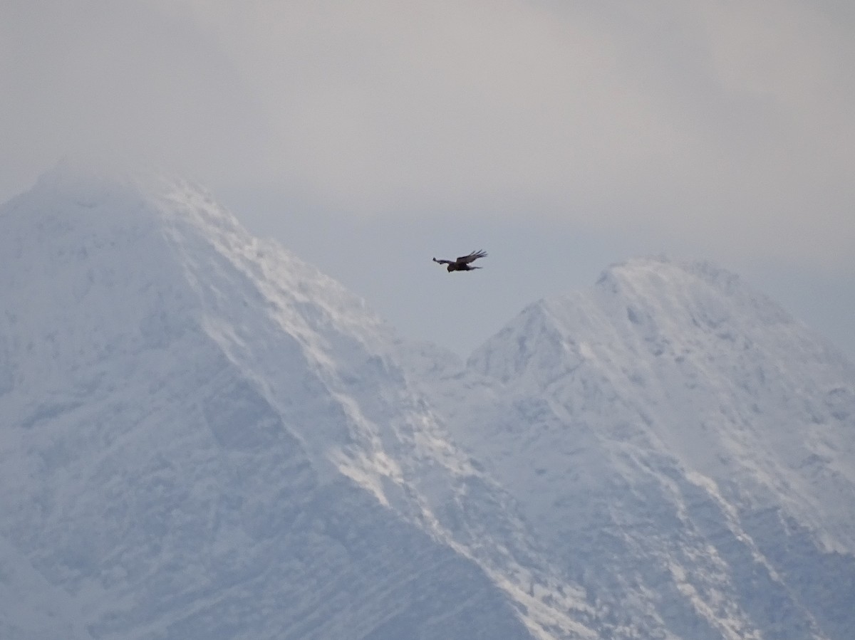 Rough-legged Hawk - ML274653641