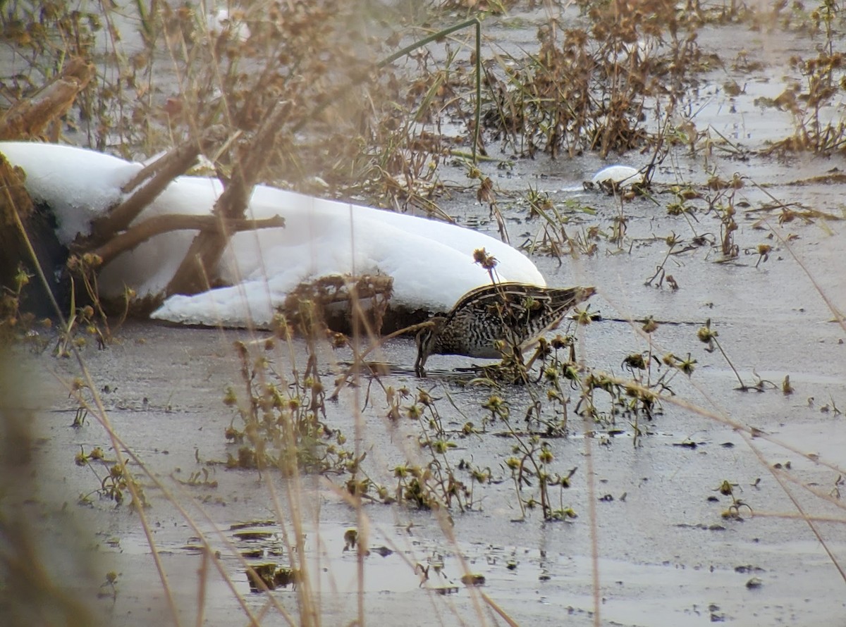 Wilson's Snipe - ML274654211