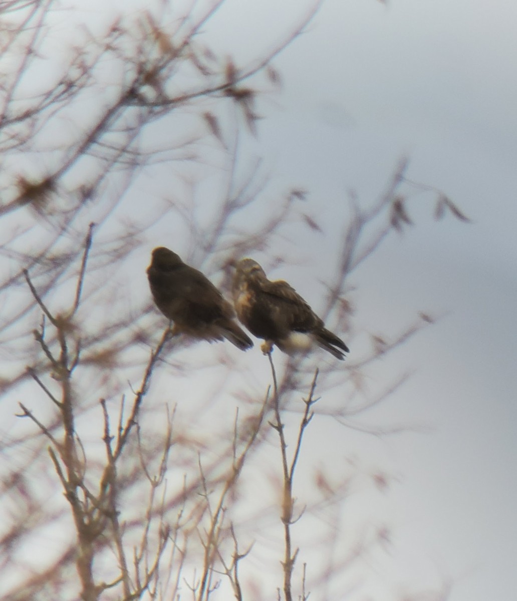 Rough-legged Hawk - ML274654421