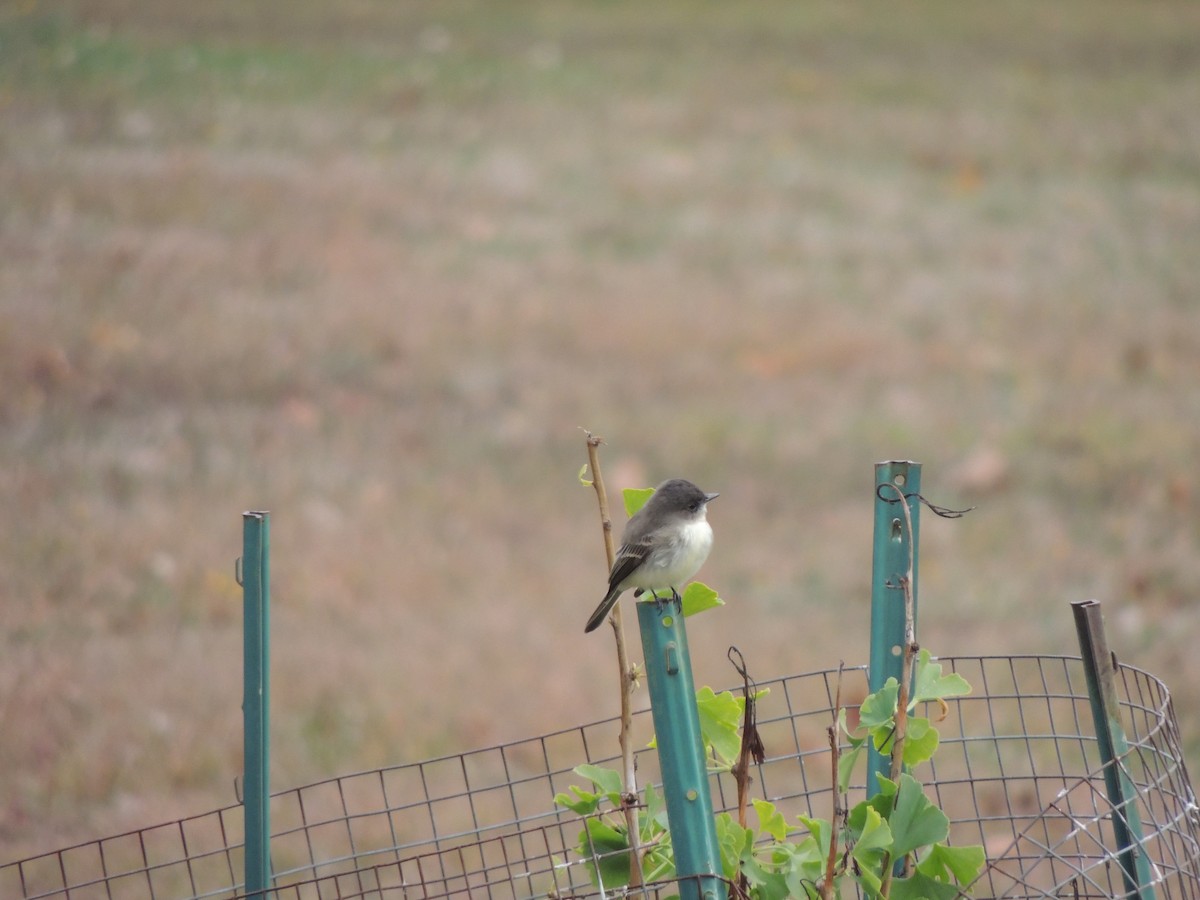 Eastern Phoebe - ML274656751
