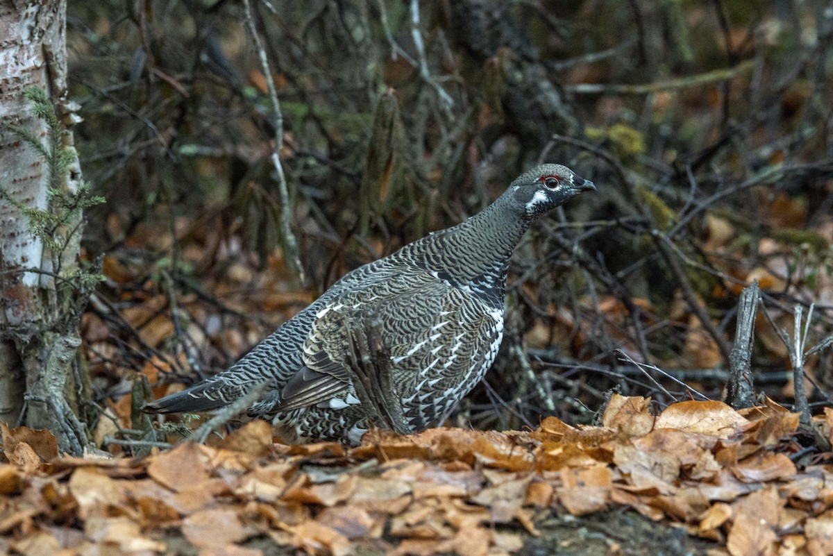 Spruce Grouse - Brigitte Brantley