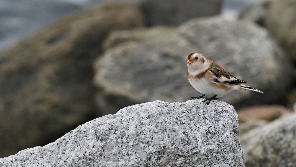 Snow Bunting - ML274657851