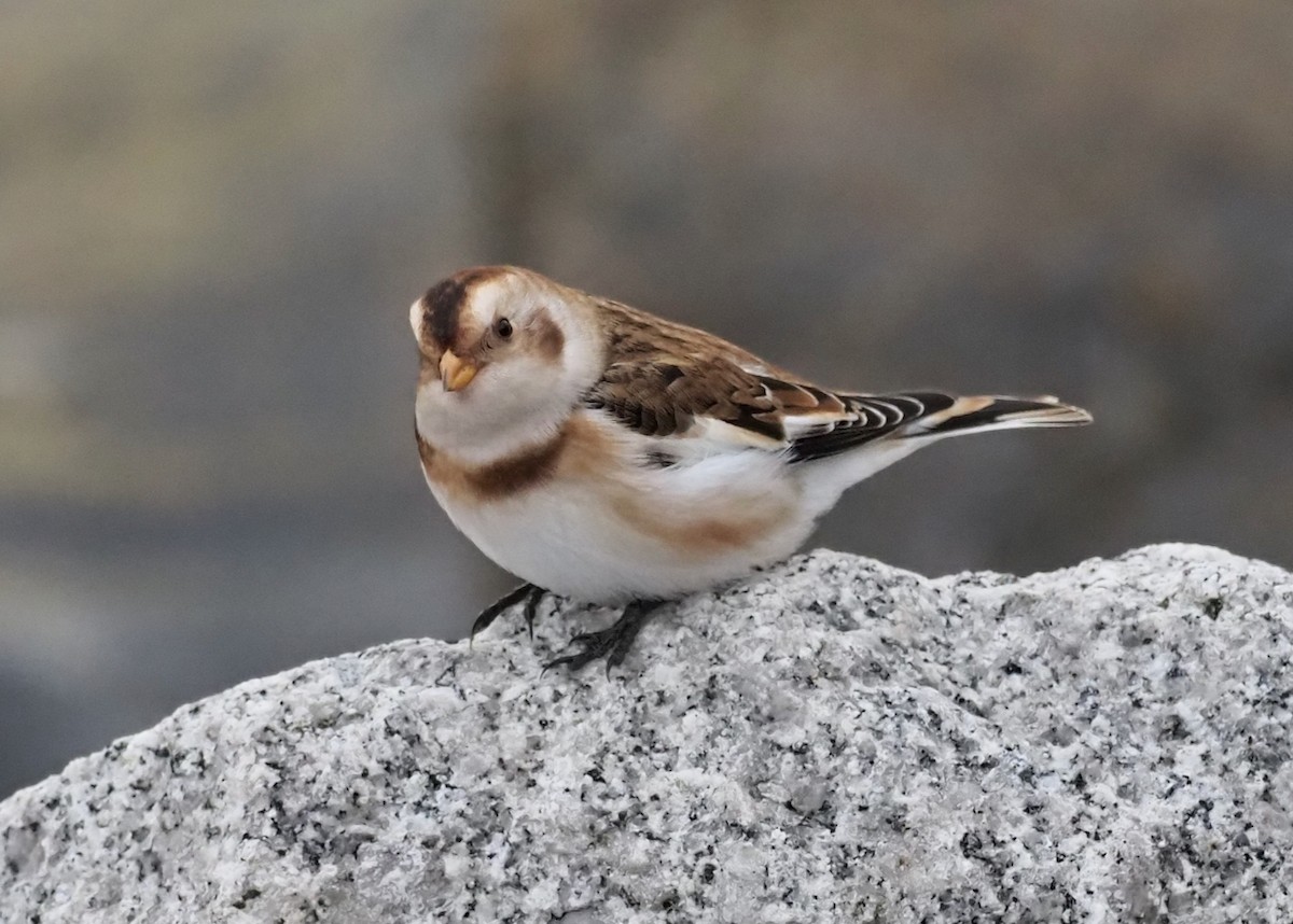 Snow Bunting - ML274657861