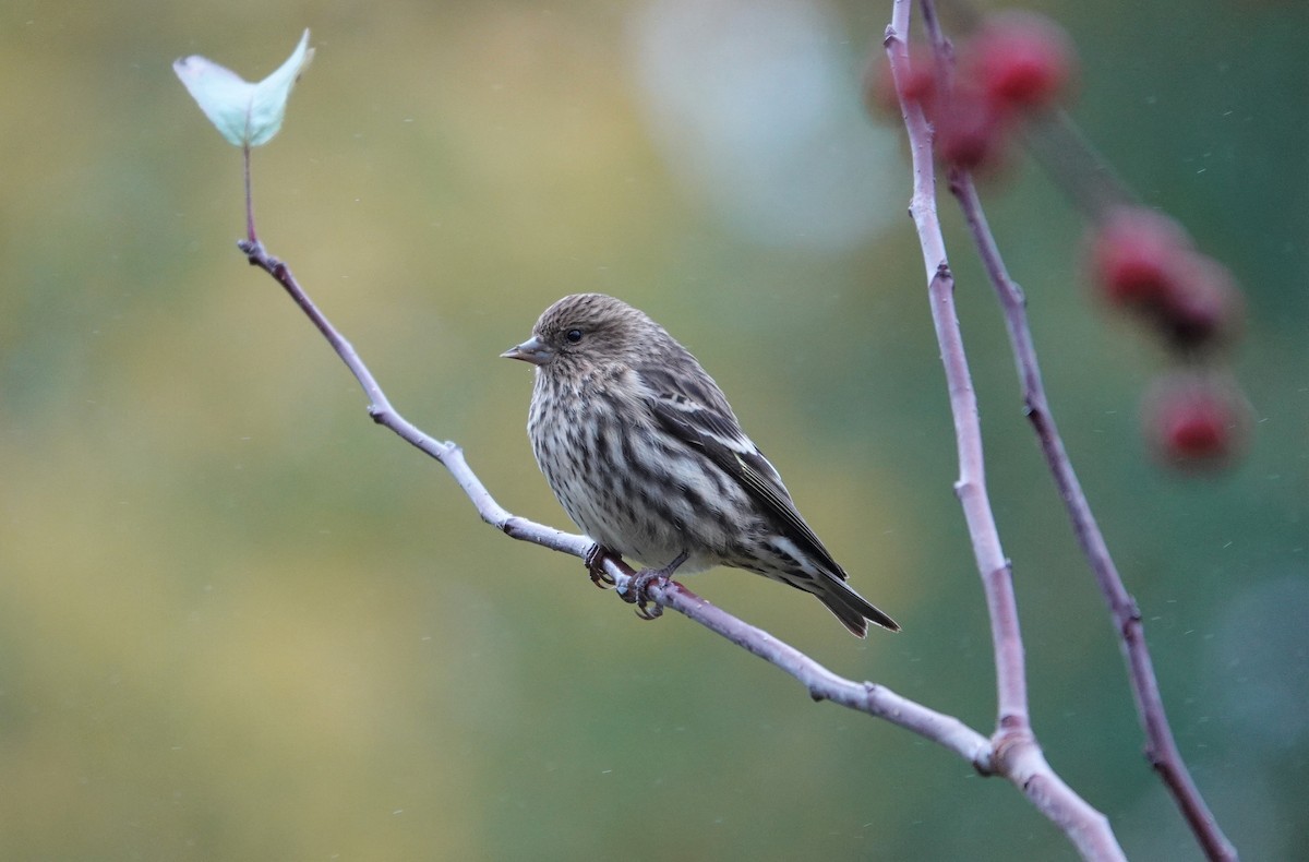 Pine Siskin - Mark Goodwin