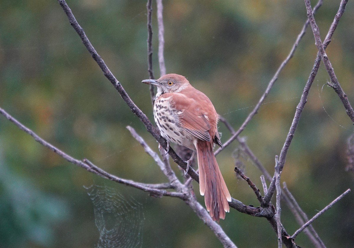 Brown Thrasher - ML274660901