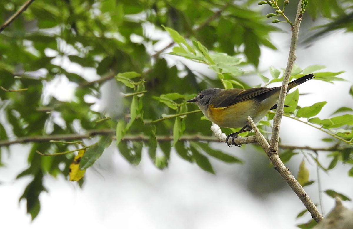American Redstart - ML274662761