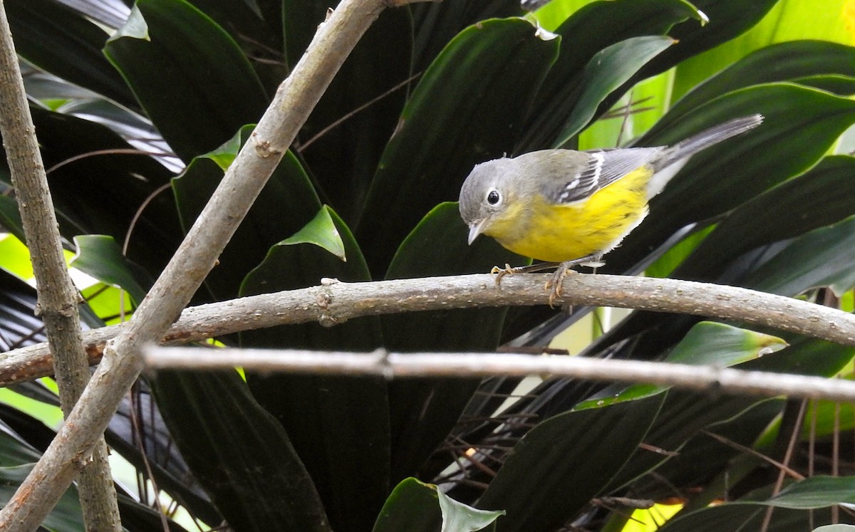 Magnolia Warbler - ML274662791