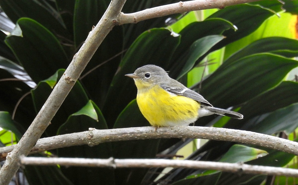 Magnolia Warbler - ML274662801
