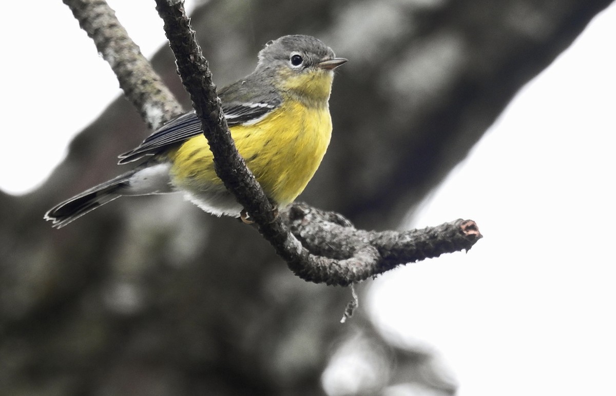 Magnolia Warbler - ML274662811