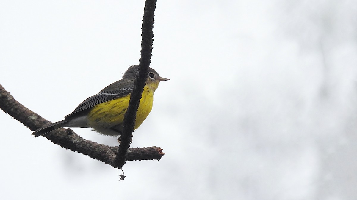 Magnolia Warbler - ML274662821