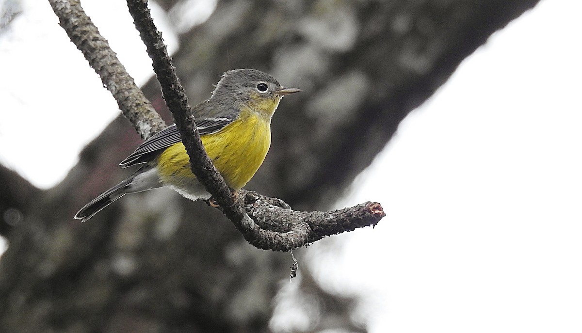 Magnolia Warbler - ML274662831