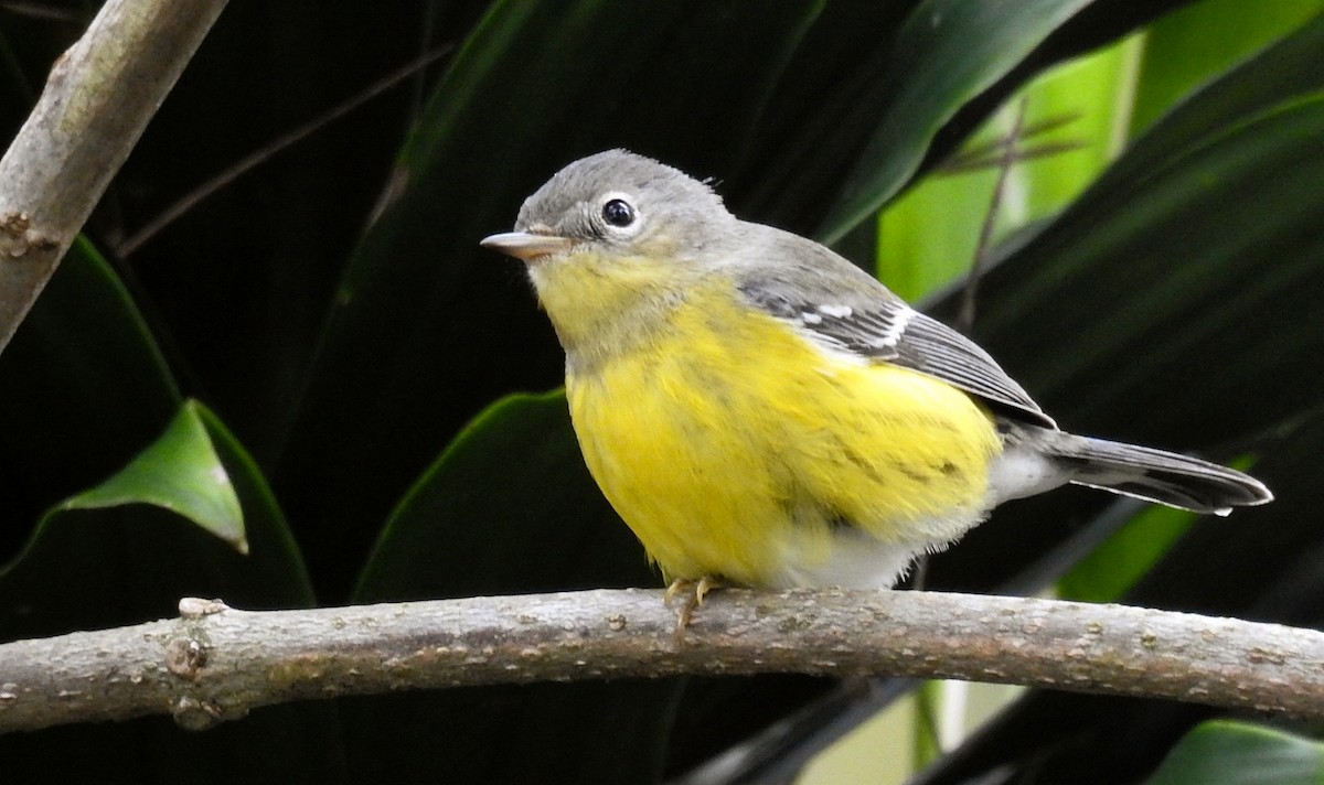 Magnolia Warbler - ML274662881