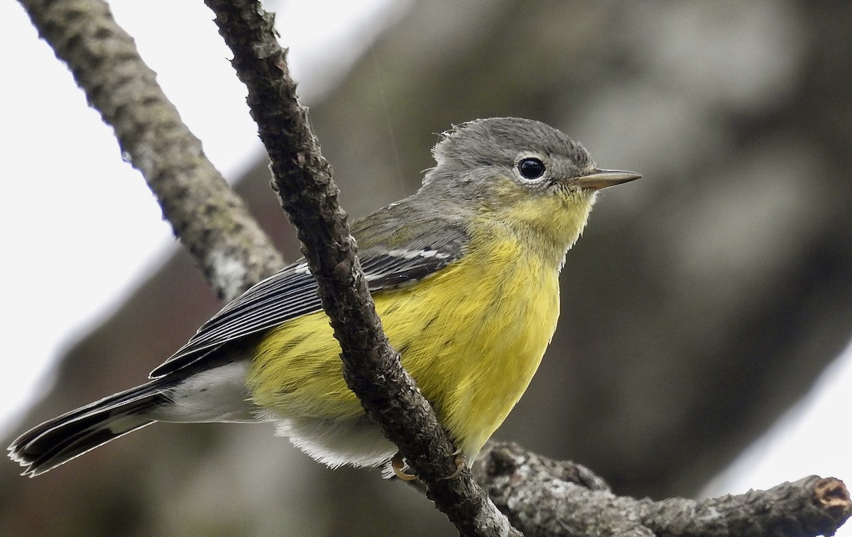 Magnolia Warbler - ML274662891