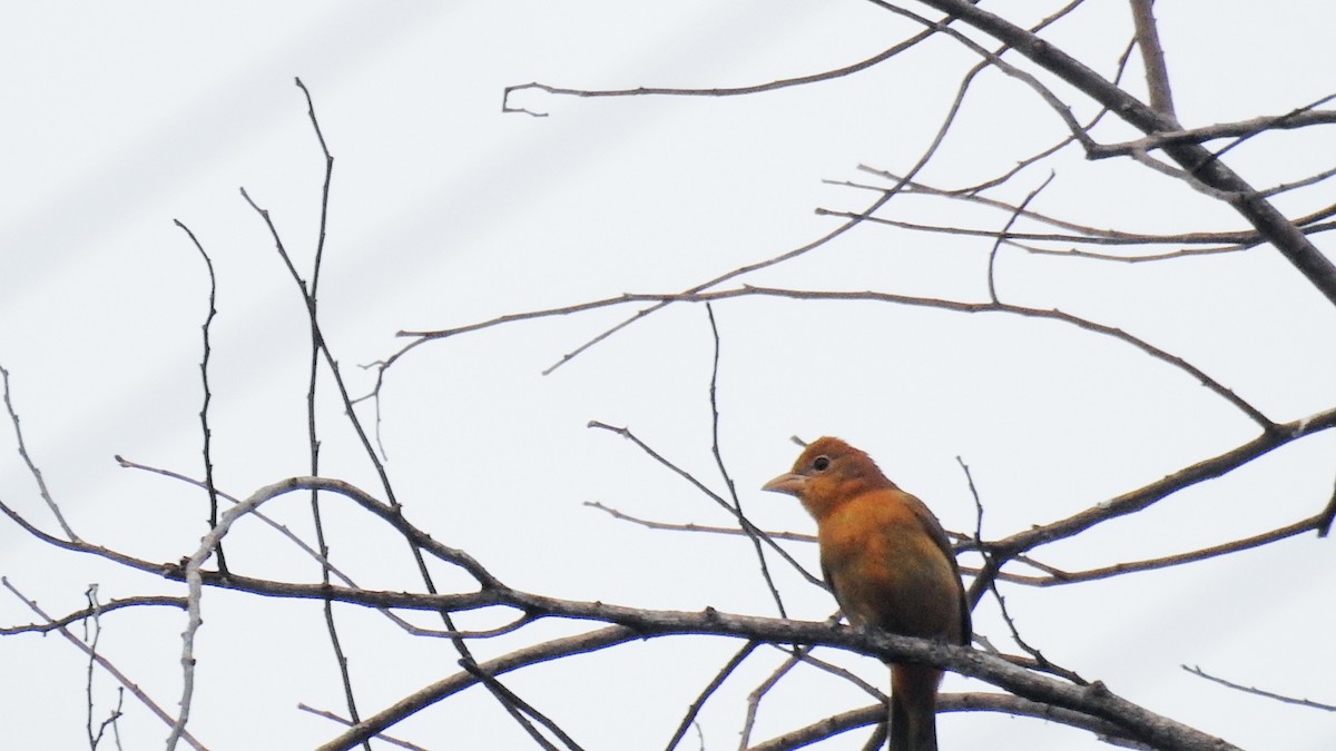Summer Tanager - ML274662921