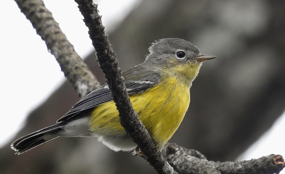 Magnolia Warbler - ML274662981