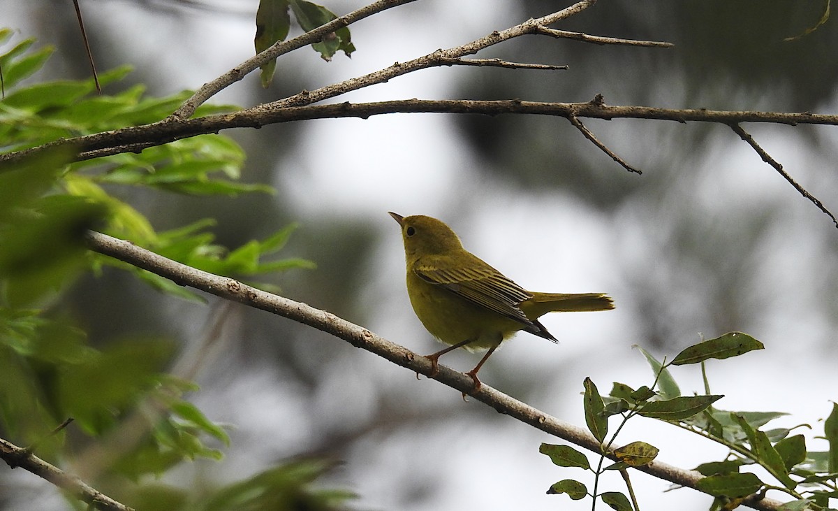 Yellow Warbler - ML274663041
