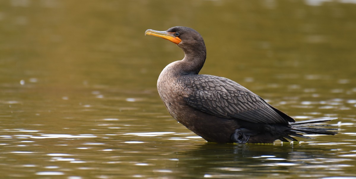 Double-crested Cormorant - ML274664101