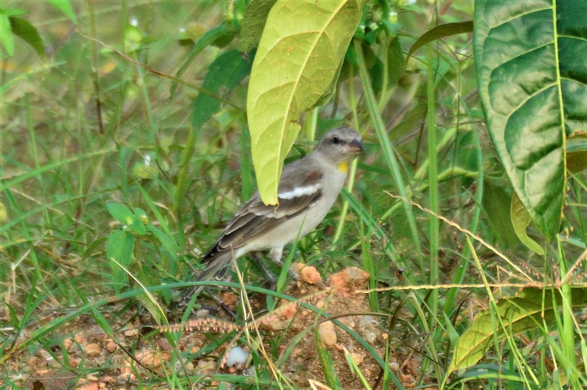 Yellow-throated Sparrow - ML274665531