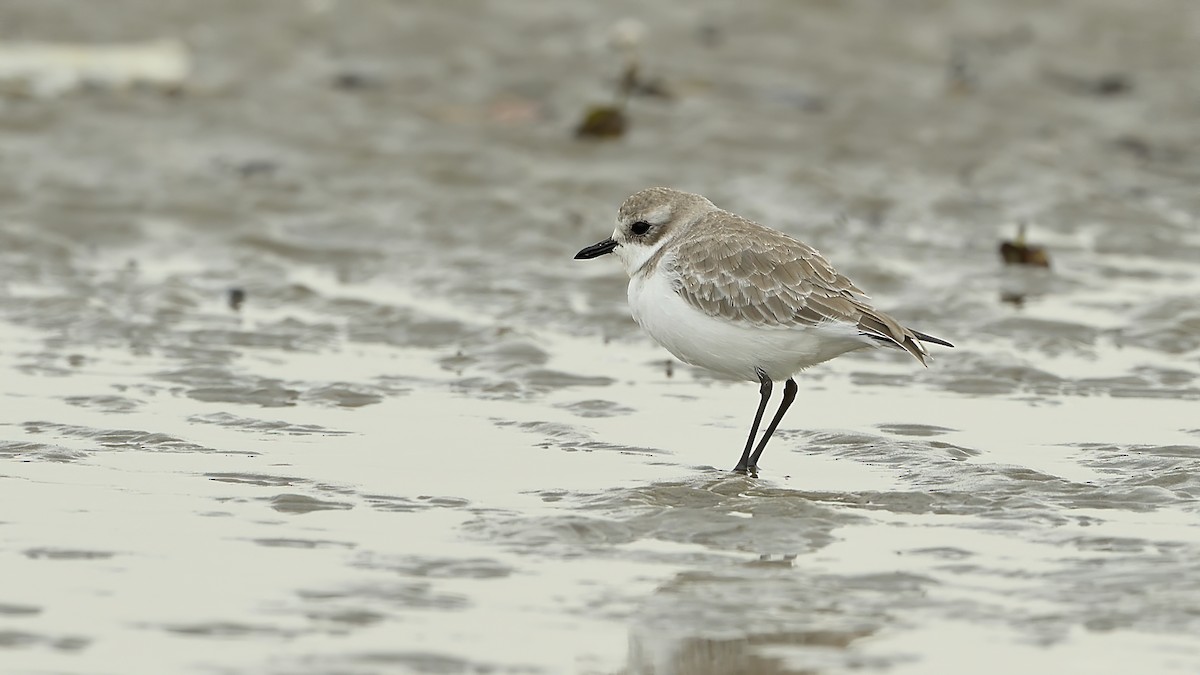 Siberian/Tibetan Sand-Plover - ML274668721