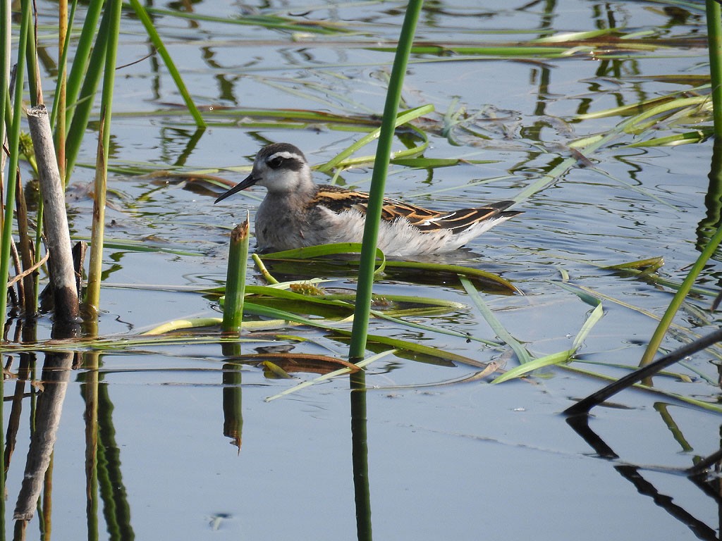 Red-necked Phalarope - ML274669361