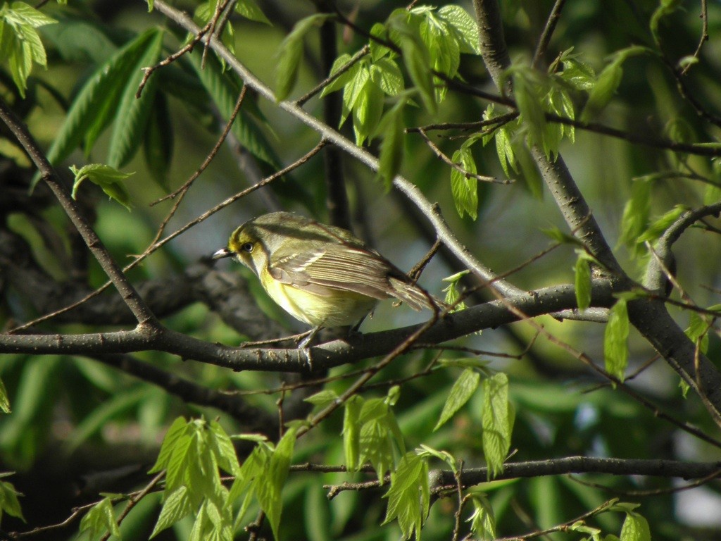 Ak Gözlü Vireo - ML27467111