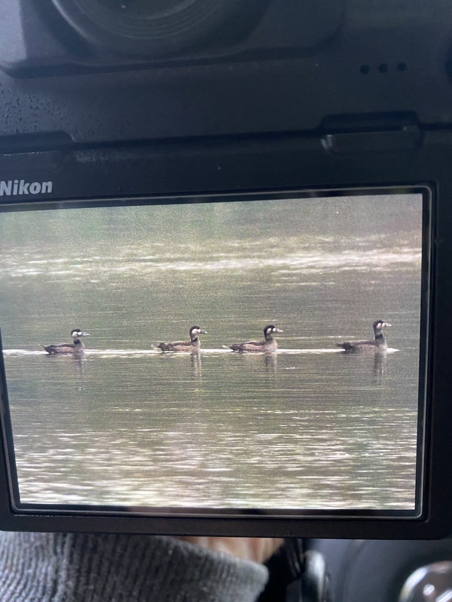 Surf Scoter - ML274671341