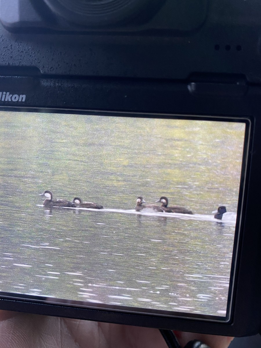 Black Scoter - ML274671351