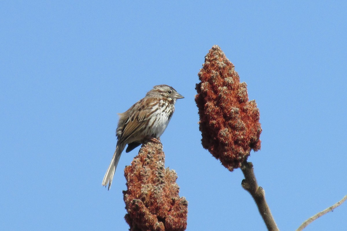 Song Sparrow - ML27467171