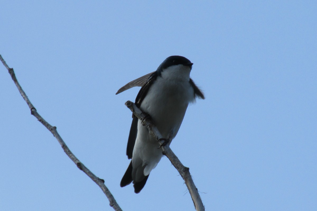 Golondrina Bicolor - ML27467191