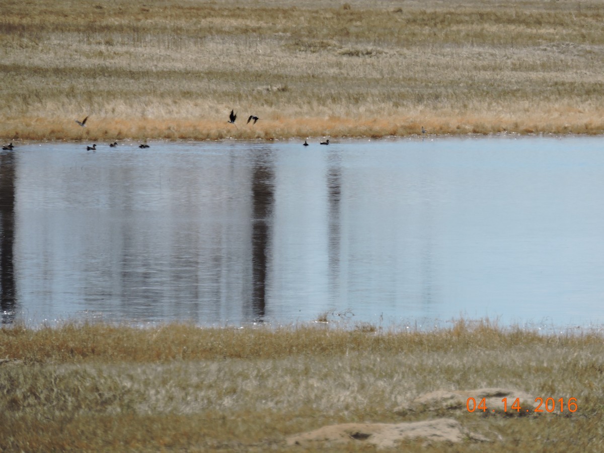 Black-necked Stilt - ML27467331