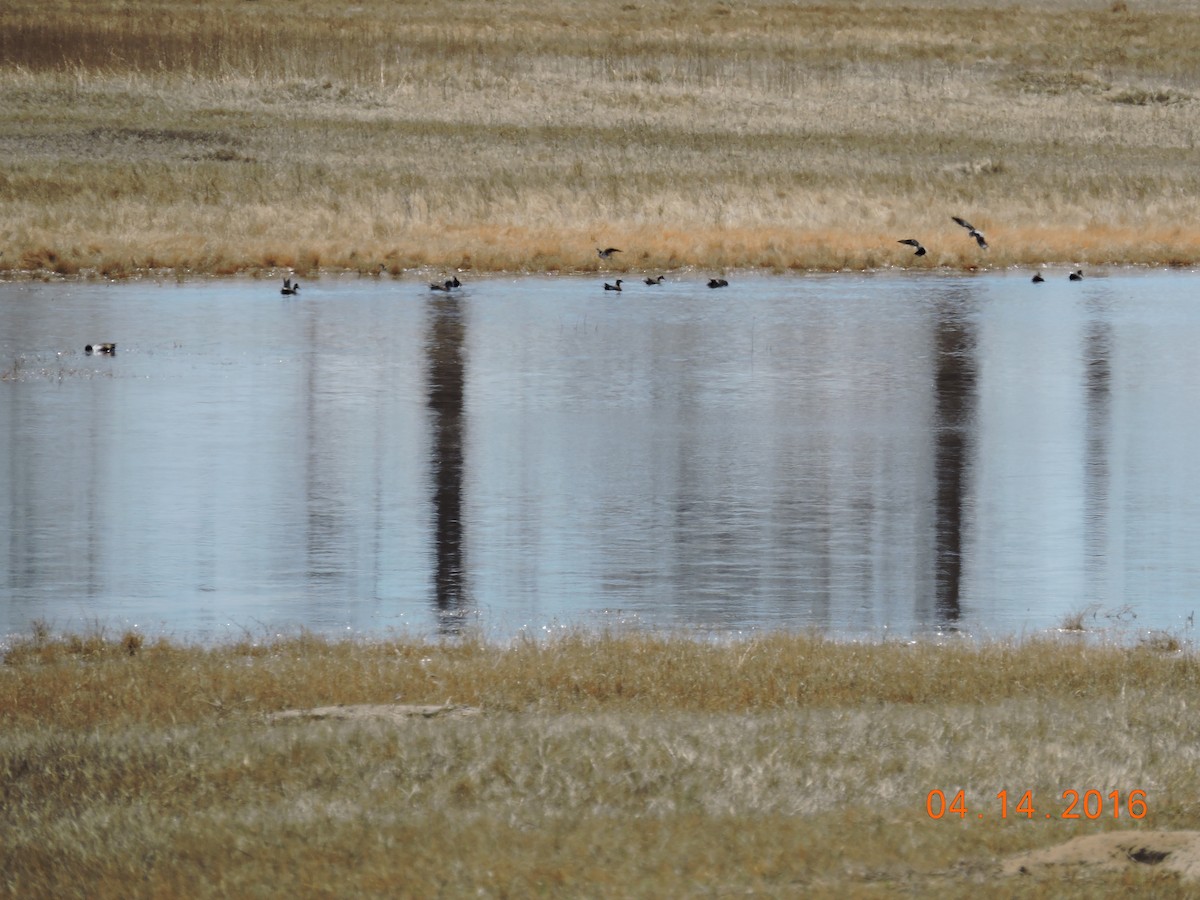 Black-necked Stilt - ML27467341