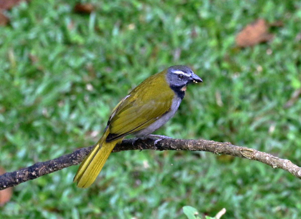 Buff-throated Saltator - ML274673601