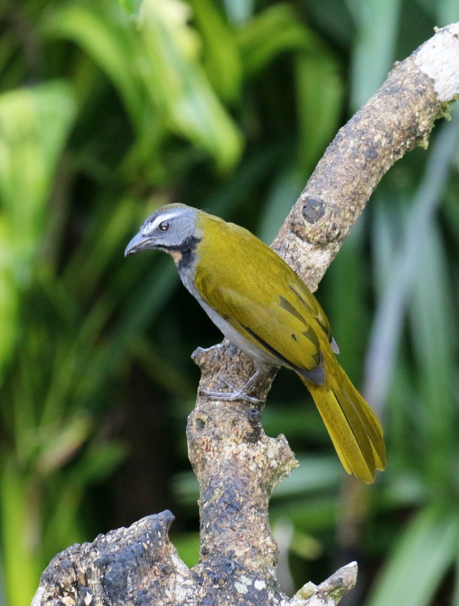 Buff-throated Saltator - ML274673611